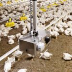 Chicken Boy Robot: The Innovative Broiler Puppet for Poultry Farms